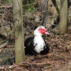 Muscovy Duck