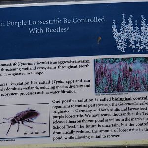 Introduced Beetle Signage
