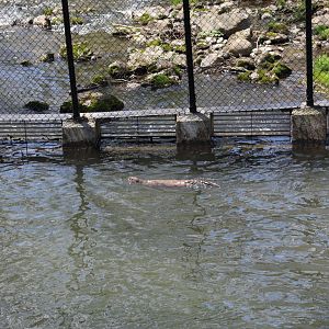 View of Otter Enclosure