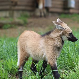 Maned Wolf Pup