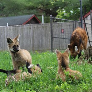 Maned Wolf Family