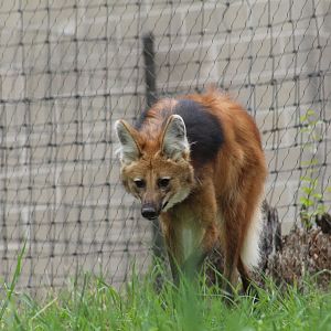 Maned Wolf