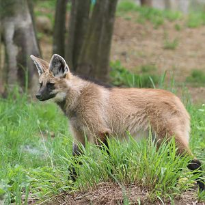 Maned Wolf Pup