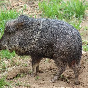 Chacoan Peccary