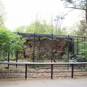 Amur Leopard Enclosure #1