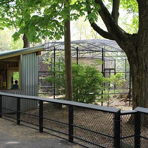 Amur Leopard Enclosure #2
