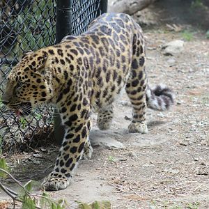 Amur Leopard