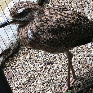 Cape Thick-Knee | Milwaukee County Zoo
