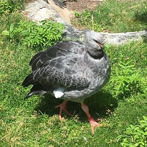 Crested Screamer | Milwaukee County Zoo