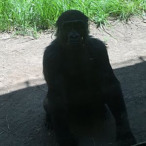 Sulaiman in the Shade | Milwaukee County Zoo