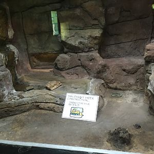 Future Flying Snake Exhibit | Milwaukee County Zoo