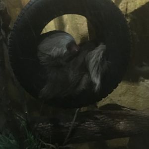 Hoffmann's Two-Toed Sleepy Sloth | Milwaukee County Zoo