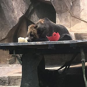 Borris | Milwaukee County Zoo