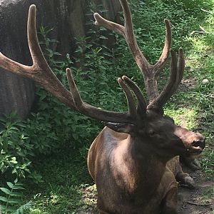 (Rocky Mountain?) Elk | Milwaukee County Zoo