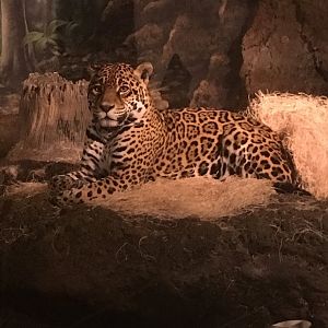 Jaguar | Milwaukee County Zoo