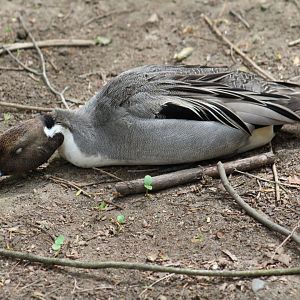 Northern Pintail