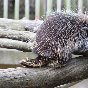 North American Porcupine