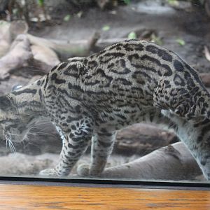 Three-Legged, Tailless Ocelot