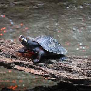 Yellow-Spotted Amazon River Turtle