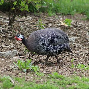 West African Guineafowl