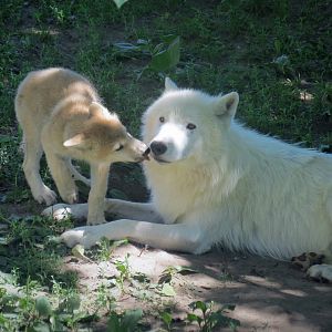Arctic Wolf cub