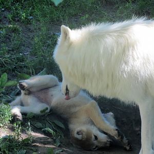 Arctic Wolf cub