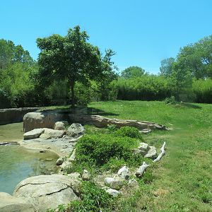 Tiger Trek - Tiger Reserve Lodge View of Amur Tiger Exhibit 1