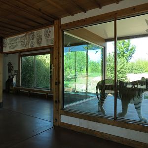 Tiger Trek - Tiger Reserve Lodge View of Amur Tiger Exhibit 2