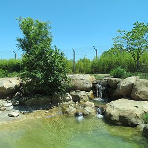 Tiger Trek - Tiger Reserve Lodge View of Amur Tiger Exhibit 2