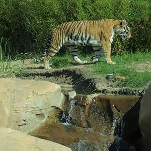 Tiger Trek - Amur Tiger Exhibit 2
