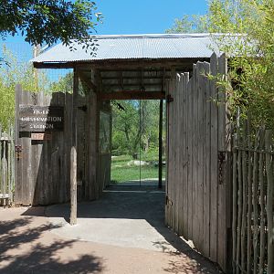 Tiger Trek - Amur Tiger Exhibit 2