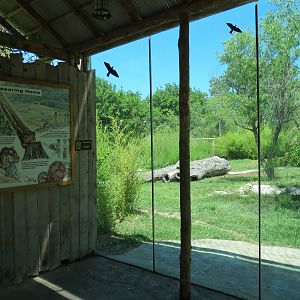 Tiger Trek - Amur Tiger Exhibit 2