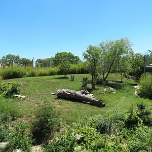 Tiger Trek - Amur Tiger Exhibit 2