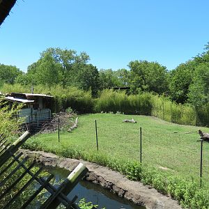 Tiger Trek - Burmese Brow-antlered Deer Exhibit