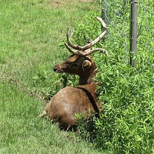 Tiger Trek - Burmese Brow-antlered Deer Exhibit