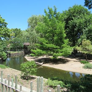 Asian Forest - Moated Yard