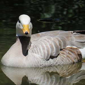 Asian Forest - Moated Yard - Bar-headed Goose
