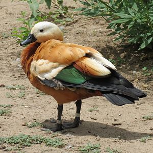 Asian Forest - Moated Yard - Ruddy Shelduck
