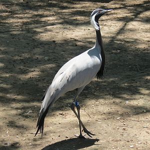 Asian Forest - Moated Yard - Demoiselle Crane