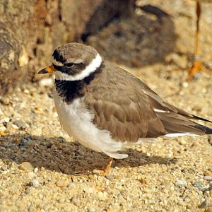 Common Ringed plover