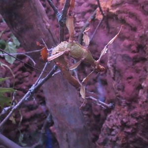 Giant Prickly Stick Insect in Curious Creatures