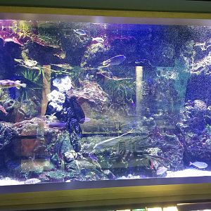 Mar. 2018 - Unseen New World - West Indes Tank (12 Species)