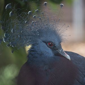Victoria crowned-pigeon : Hamerton : 15 Jun 2018