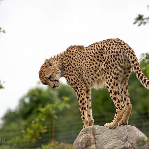 Cheetah : Hamerton : 15 Jun 2018