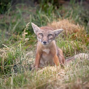 Corsac fox : Hamerton : 15 Jun 2018