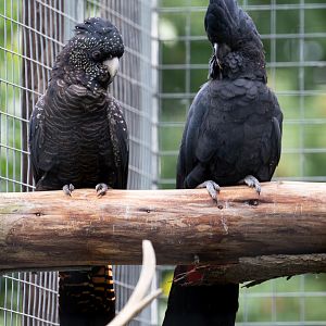 Red-tailed black-cockatoo : Hamerton : 15 Jun 2018