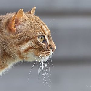 Rusty-spotted cat : Hamerton : 15 Jun 2018