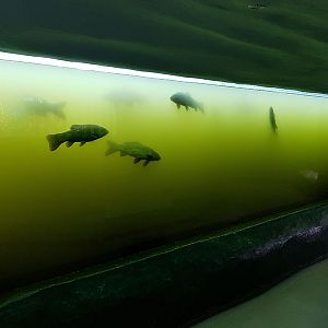 lake/pond underwater viewing
