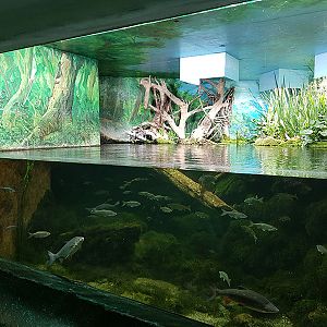 freshwater aquarium