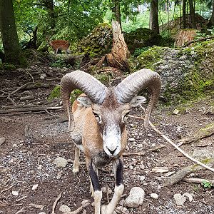 deer & mouflon walkthrough